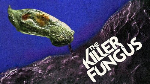 This Microscopic Killer Wears Its Victims
