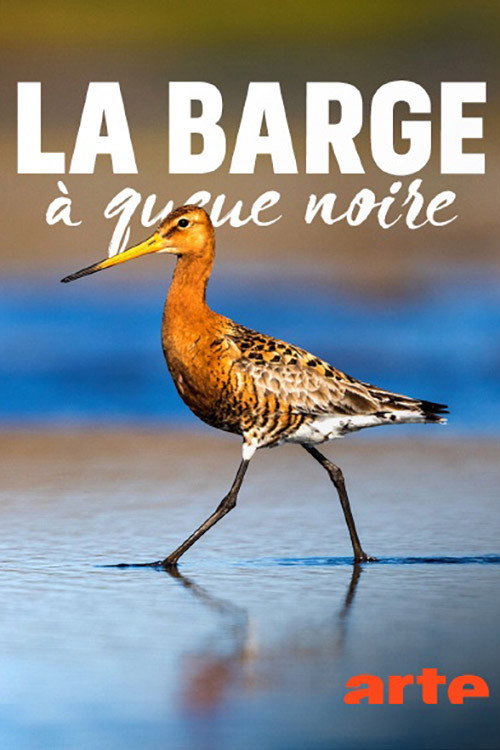 Uferschnepfen - Unterschätztes Federvieh