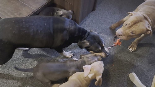 The Most Dangerous Dogs
