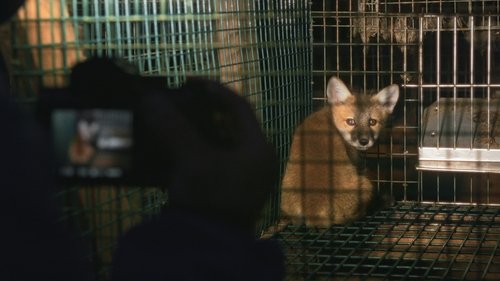 Just Animals Just Animals