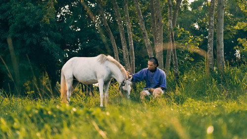 Schrödinger's White Horse Backdrop Blur