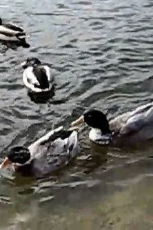 Donbas Odyssey poster