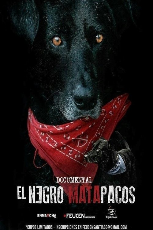 Matapaco movie poster player