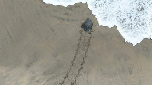 Return: Saving Turtles