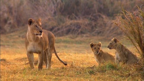 Swamp Lions image 6