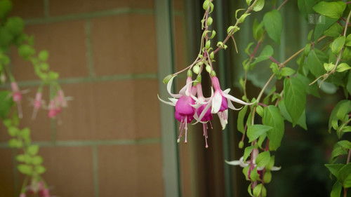 A garden of fuchsias