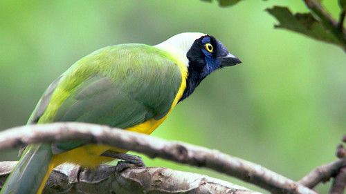 Exploring Around the Andes