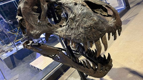 The Dinosaur Fossil Business