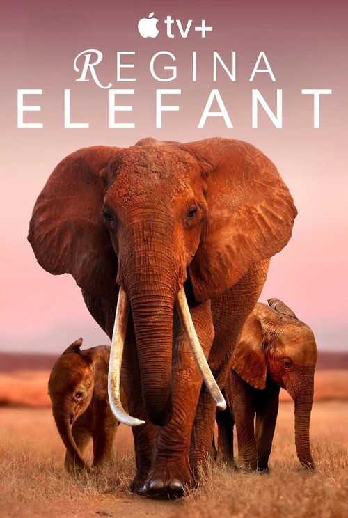 Poster pentru Regina elefant