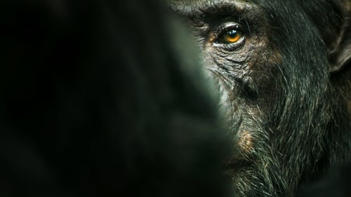 O Império dos Chimpanzés