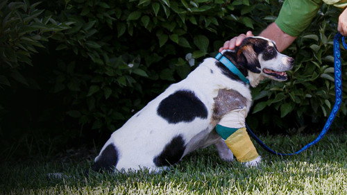 Rocky Mountain Animal Rescue