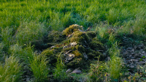 Ke kořenům Backdrop Blur