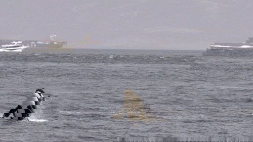 Watch Out for Orcas! Danger Off Gibraltar?