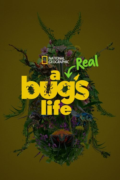 Where to stream A Real Bug's Life