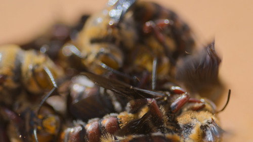 Segredos das Abelhas: 1×2