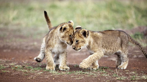 Extreme Animal Babies - Season 1 Backdrop Blur
