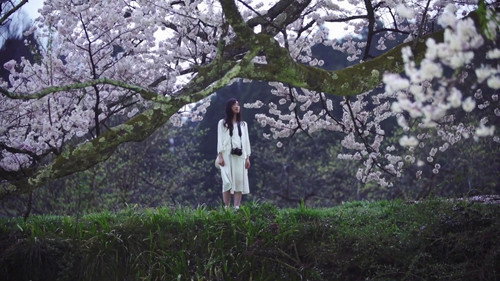 Cherry Blossom on My Palm
