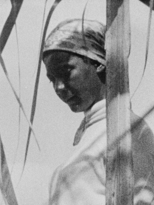 Venceremos Brigade (Newsreel)