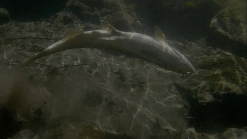 Upstream Backdrop Blur
