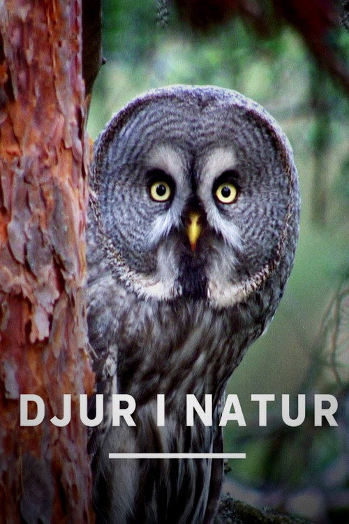 Korte dyrehistorier