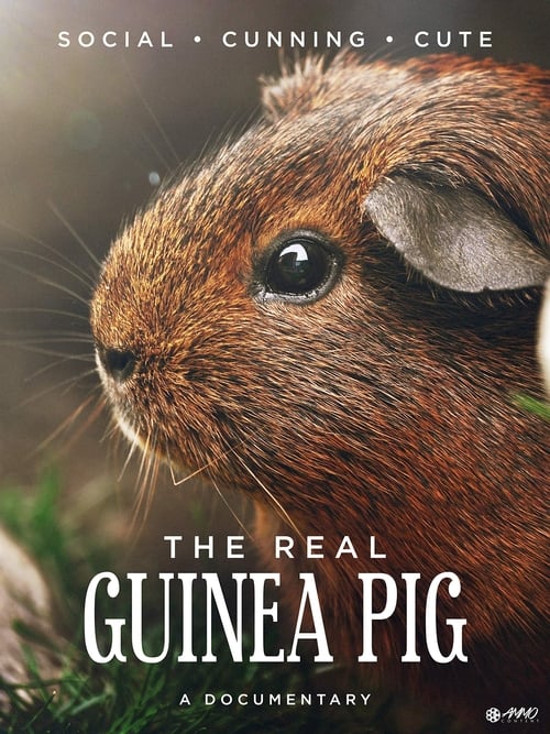 Where to stream The Real Guinea Pig