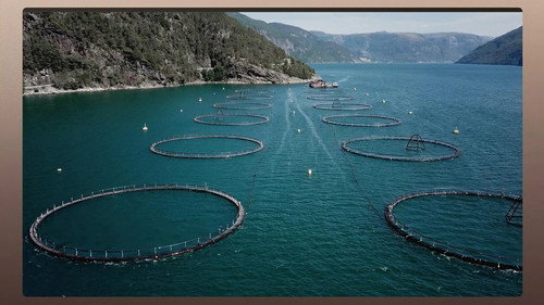 The Dark Underbelly of European Salmon