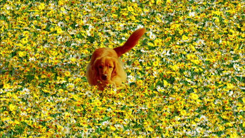 Image de l'épisode Le grand splash