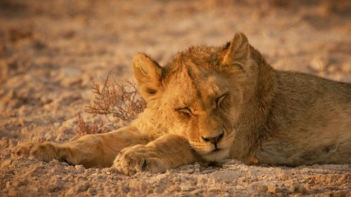 Desert Lions / Leòmhannan Fàsaich