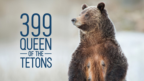 Grizzly 399: Queen of the Tetons