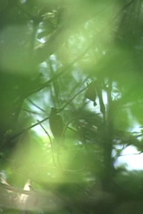 Six Views of an Early Morning in June