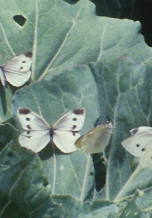 The Cabbage Butterfly still 1