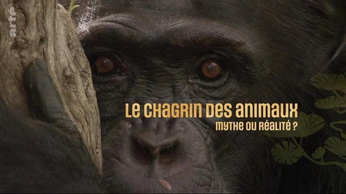 Кадр из Le chagrin des animaux : mythe ou réalité ?