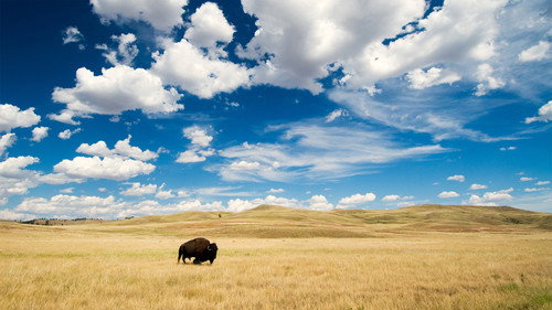Great Plains: America's Lingering Wild