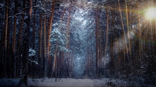Vintertid hos djuren - Season 1 Backdrop Blur