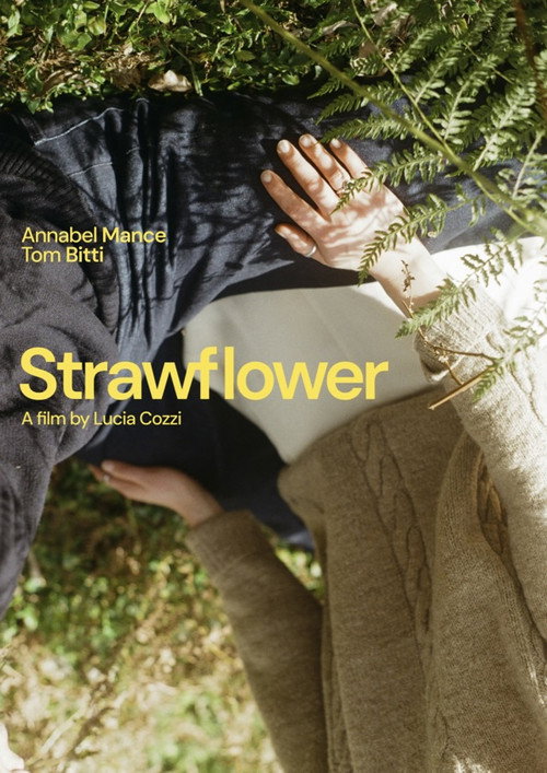 Strawflower