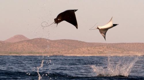 Poster della serie Shark