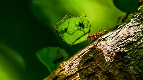 Wild Peru: Andes Battleground