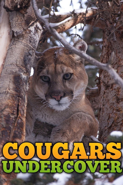 Cougars Undercover poster
