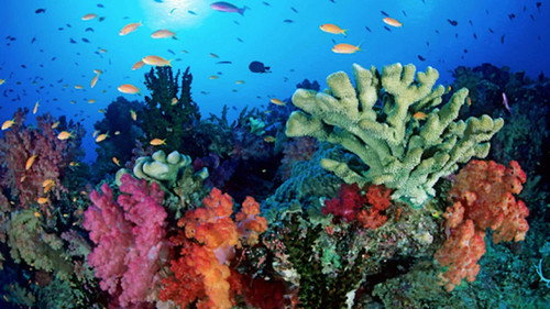 Wild Caribbean: Rhythms of Life - Season 1 Backdrop Blur