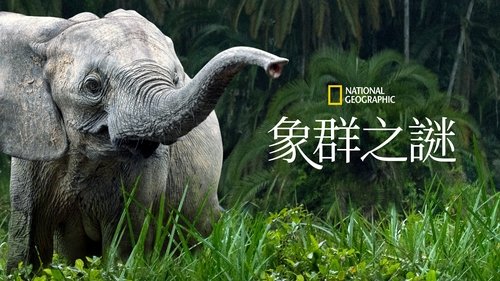 Secrets of the Elephants