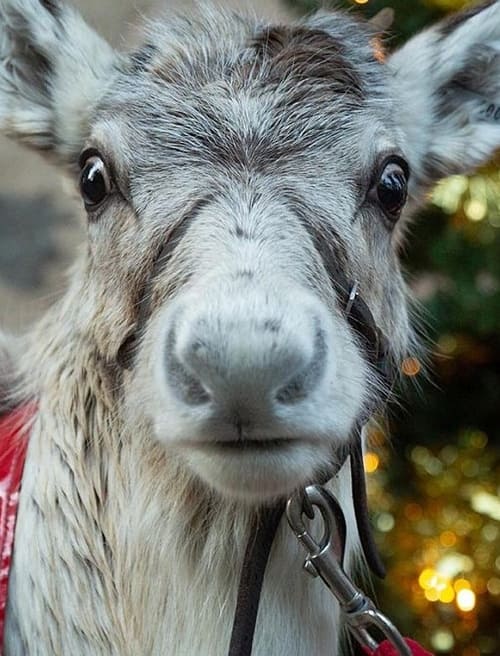 Where to stream A Baby Reindeer's First Christmas