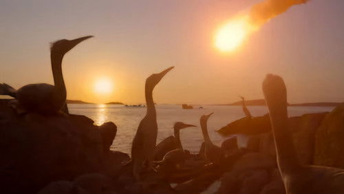 Os Dinossauros: 1×4