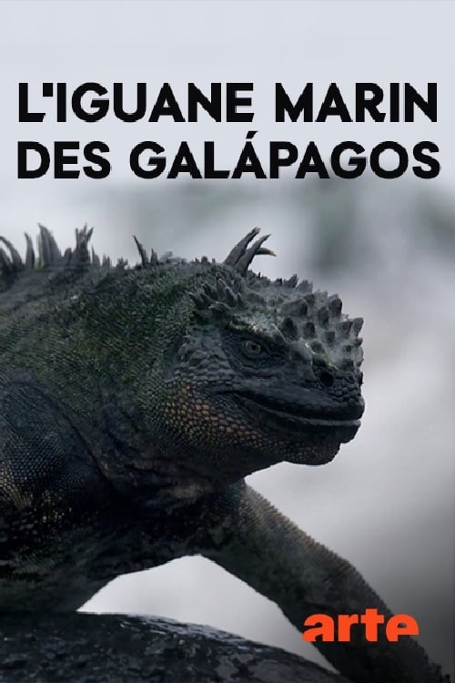 The Marine Iguanas of the Galapagos (2018)
