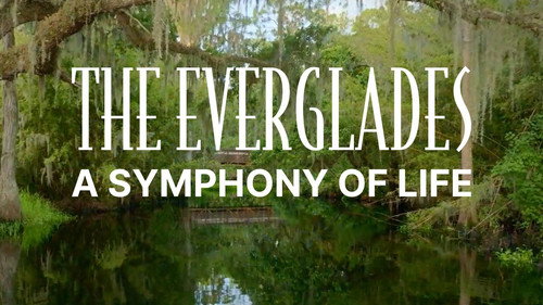 The Everglades: A Symphony of Life Backdrop Blur