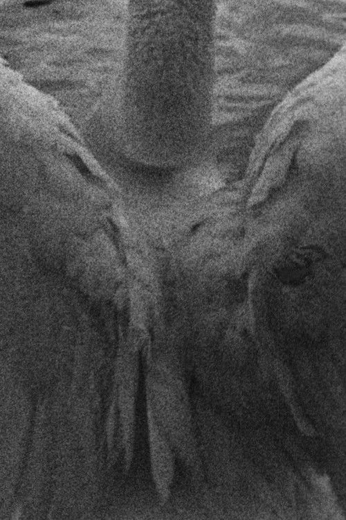 Cartell de Durga (A Ritual)