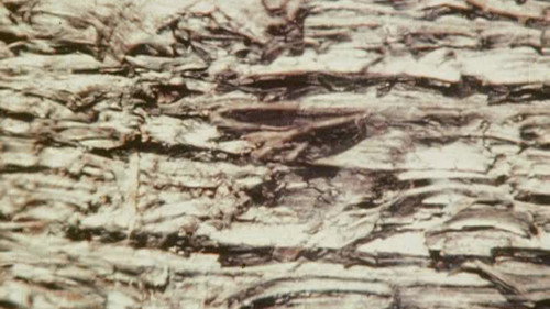 Bark-Rind still