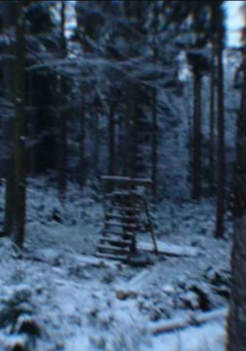 SOMEWHERE IN THE FOREST