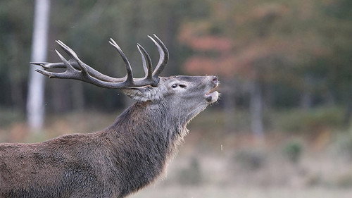 Chambord - Nature's Palace - Season 1 Backdrop Blur