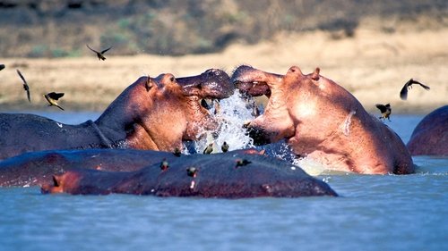 Natural World, S31E11 - (2012)