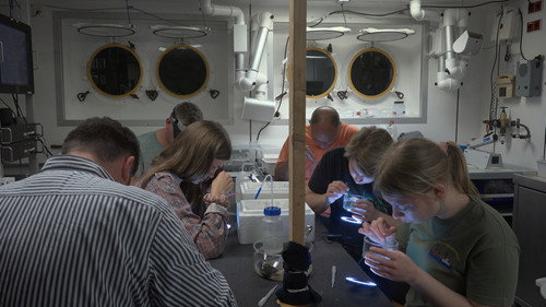 Hidden Dance of Eels